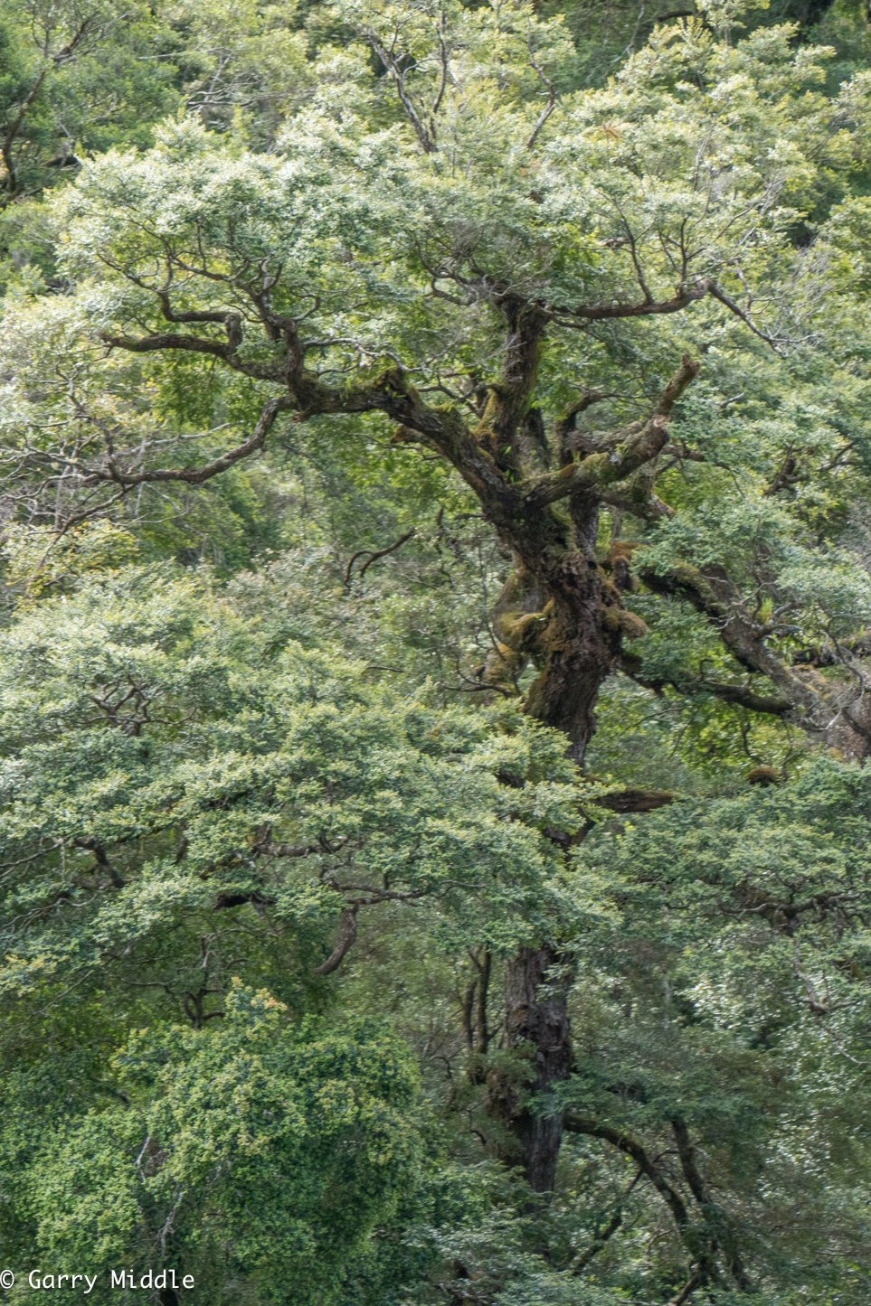 Medium_Coloured_landscape_Pieman River_Foreshore_tree.jpg