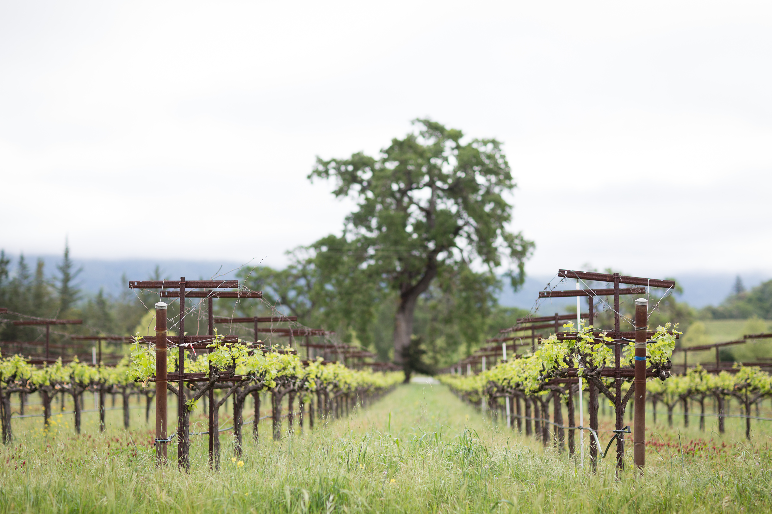 Campovida-Wedding-Photographer-262.jpg