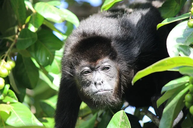 monkey-796824_640.jpg