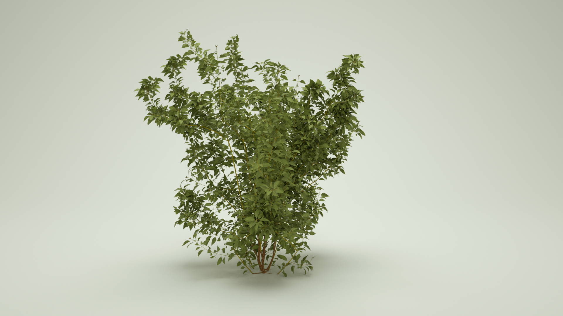 Border forsythia B.png