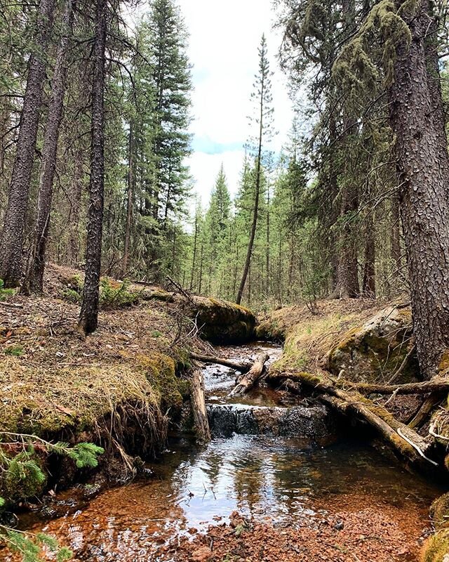 I read once that when Mary Oliver wrote, &ldquo;Tell me, what is it you plan to do with your one wild and precious life?&rdquo; Her answer was, &ldquo;a daily walk in the woods.&rdquo; There are many things I'd like to do in this lifetime, and I thin