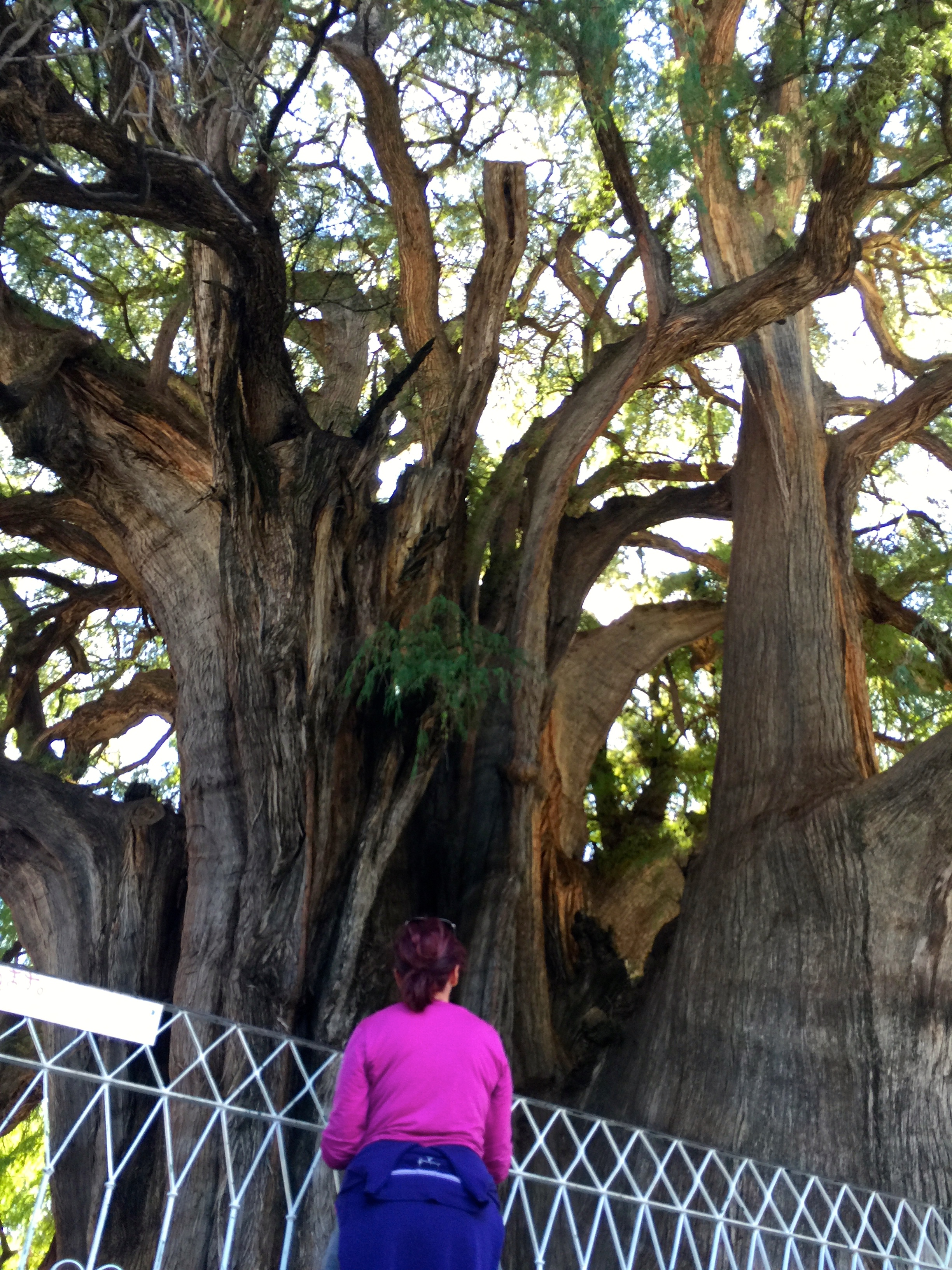 The wee town of Tule is where the "stoutest tree" in the world is located. Learn more here .