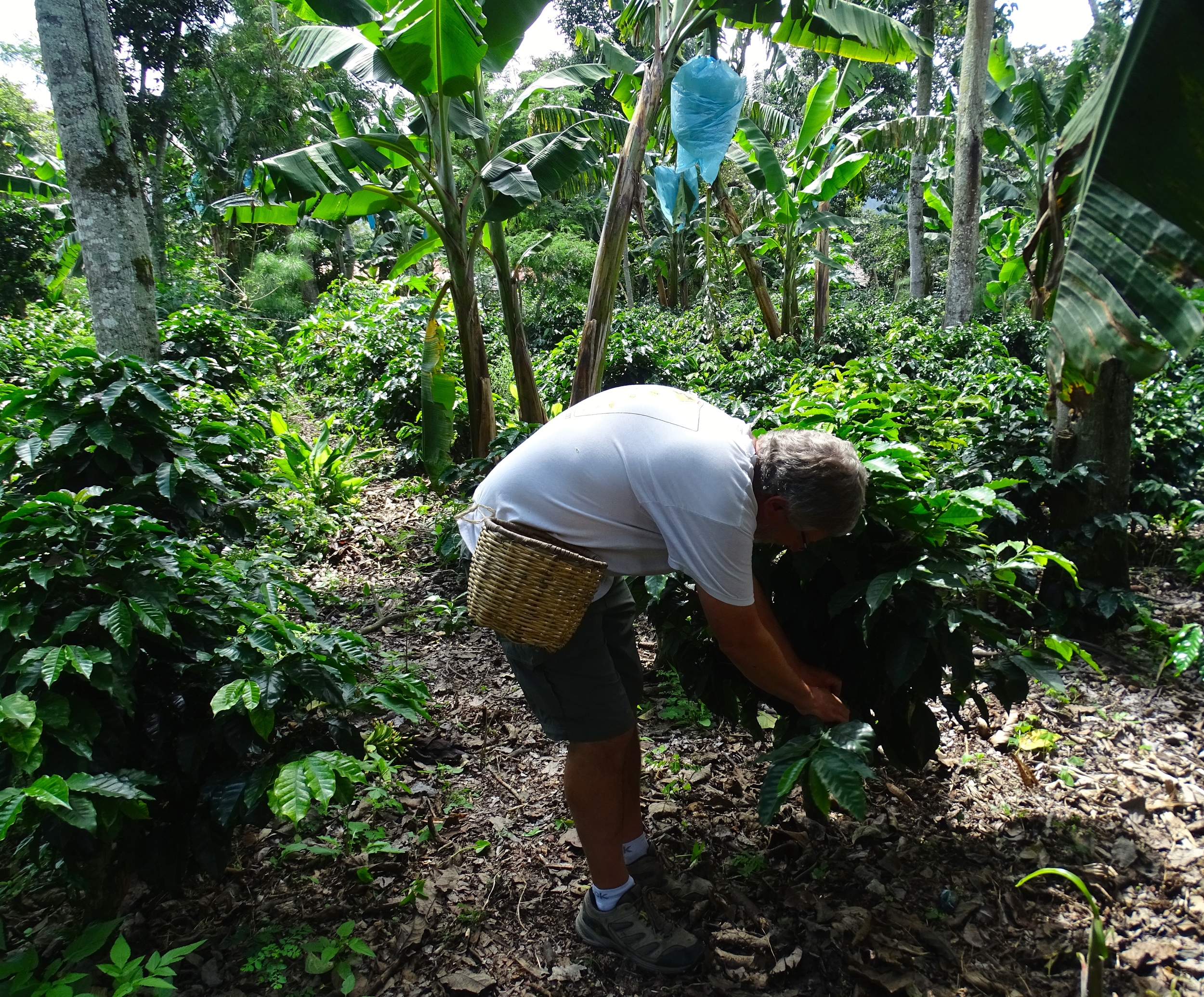 Keith picking coffee cherries.
