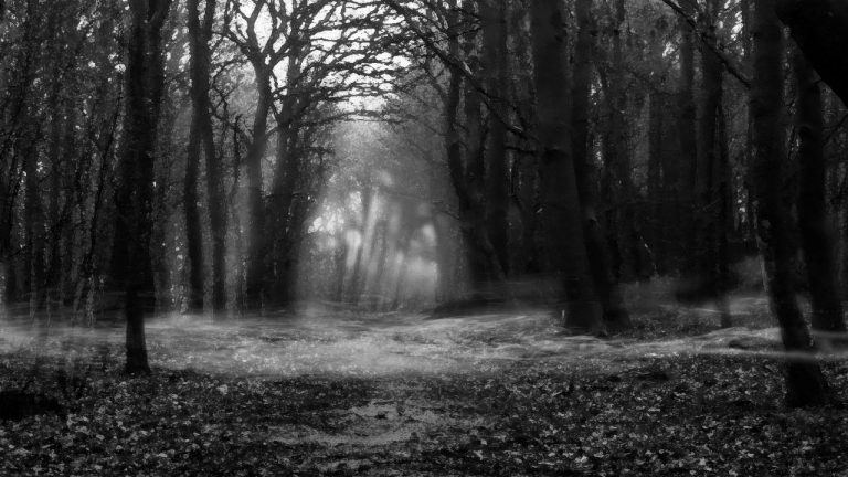 Zombie-Cat-Woods-768x432.jpg