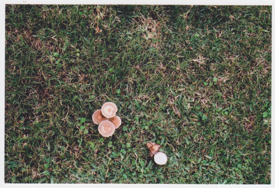 April-35mm-Canon-canonet-QL17- 1.jpeg