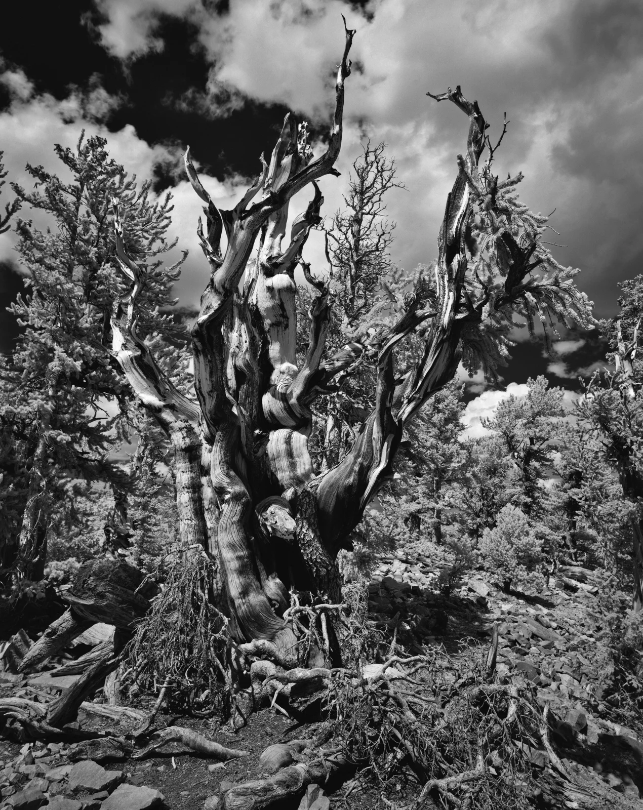 Bristle Cone Pine- Great Basin National Park, Nevada