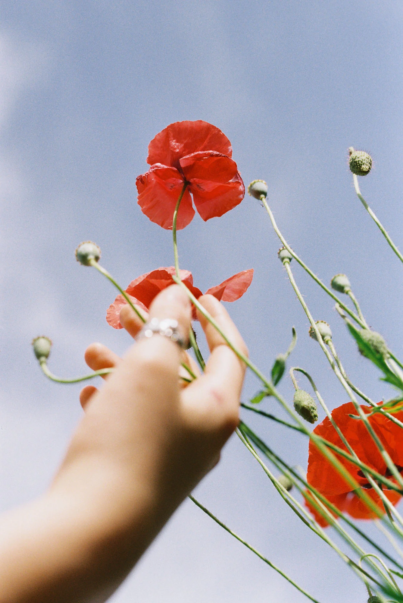 Cathlin McCullough Photography_tender things-2.jpg