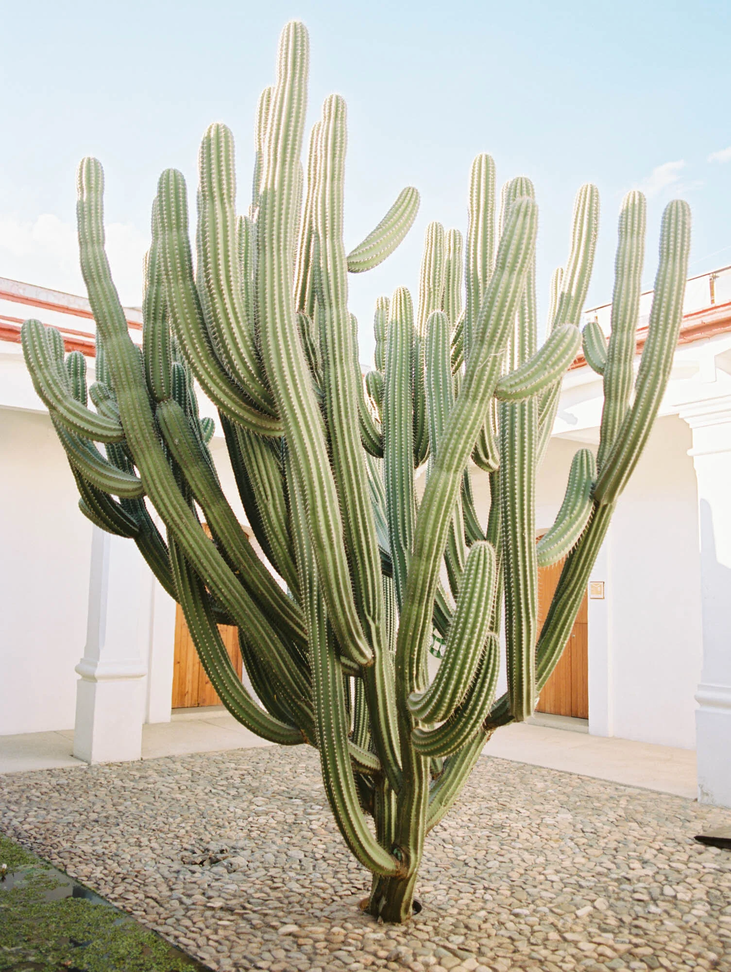 Cathlin McCullough Photography_travel photography oaxaca mexico-49.jpg