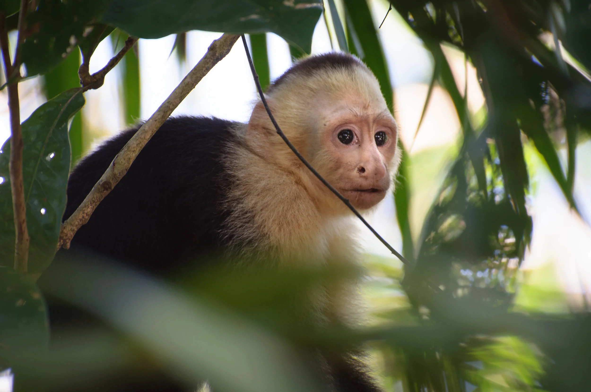 A Capuchin Monkey (also known as the Howler Monkey). Manual Antonio National Park in Costa Rica. 