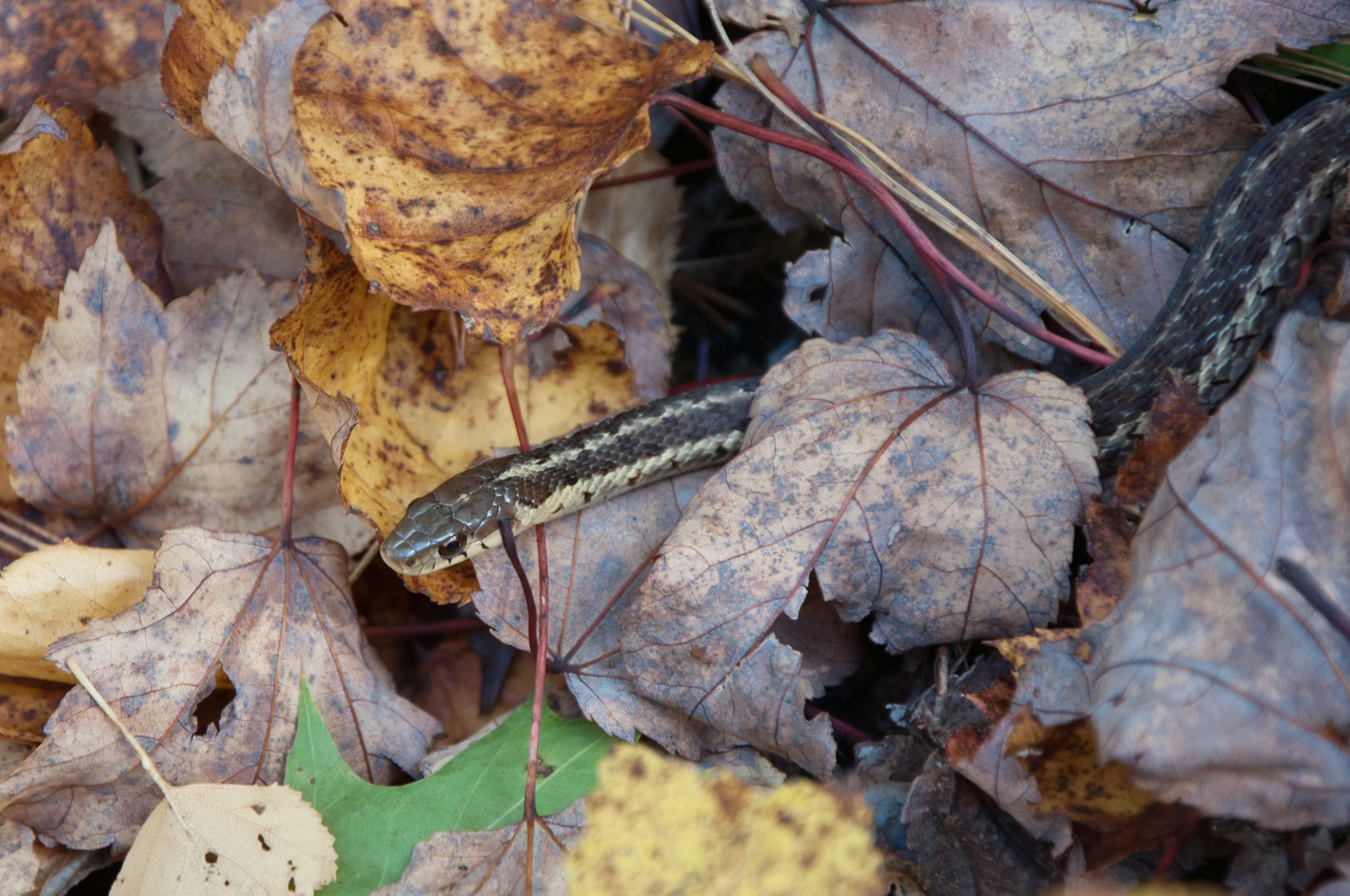 20161015_Backyard_Snake__DSC0204.jpg