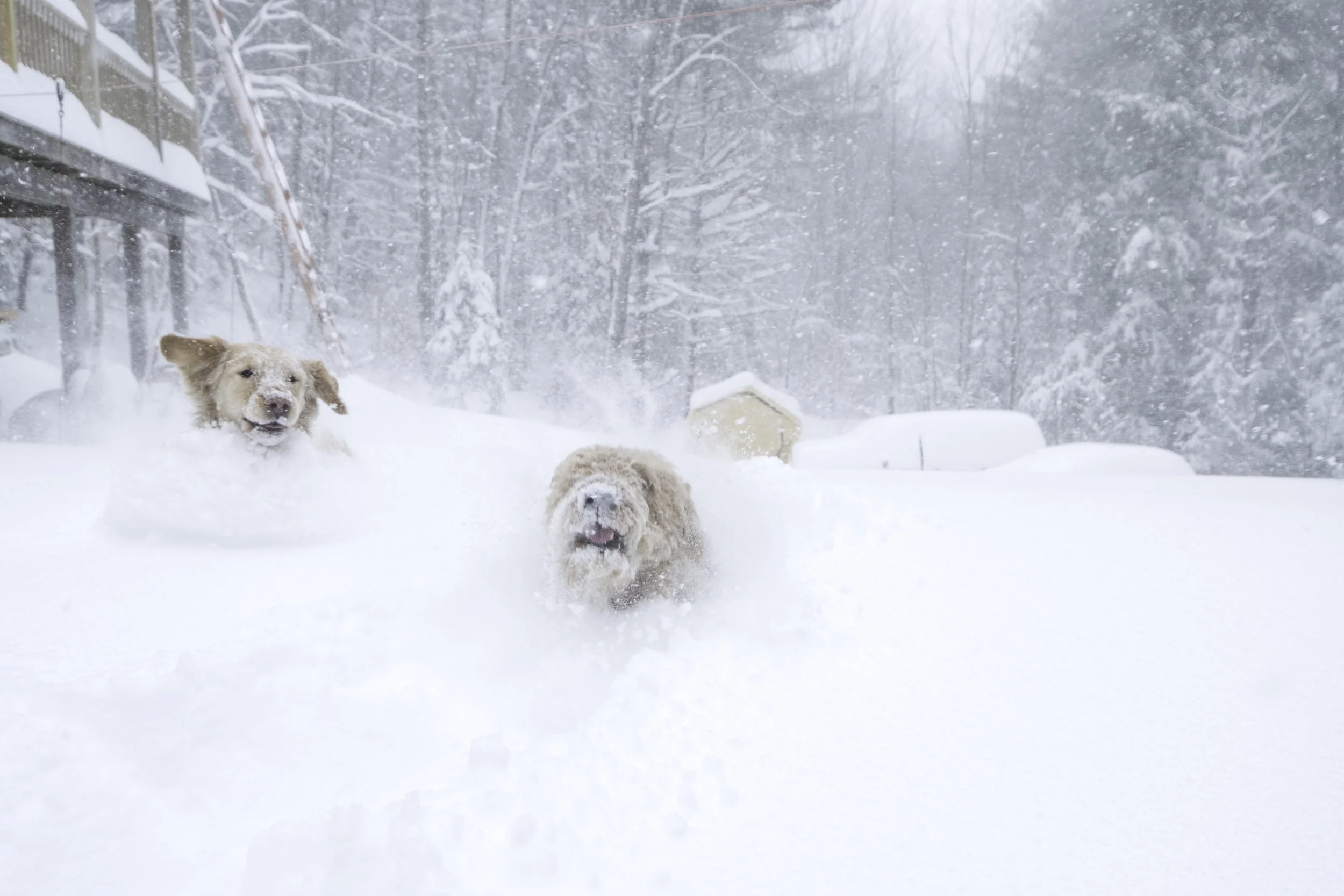 I'm dreaming of a white backyard where we can all frolic in the snow. 
