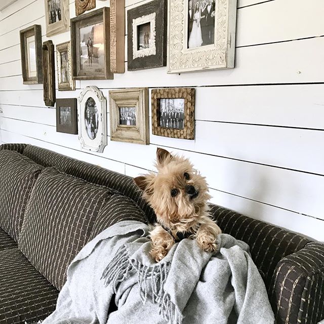 This is one of our favorite touches of the tiny. Yes, the pup, but also the collage wall! When you don't have much surface space (and the surface space you do have, you want to keep clean), you have to come up with creative ways to display things. Th