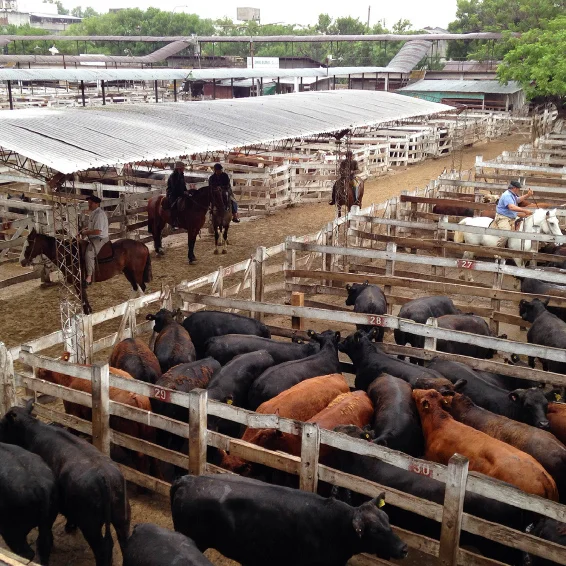 Liniers Cattle Market - Sustainable Operations