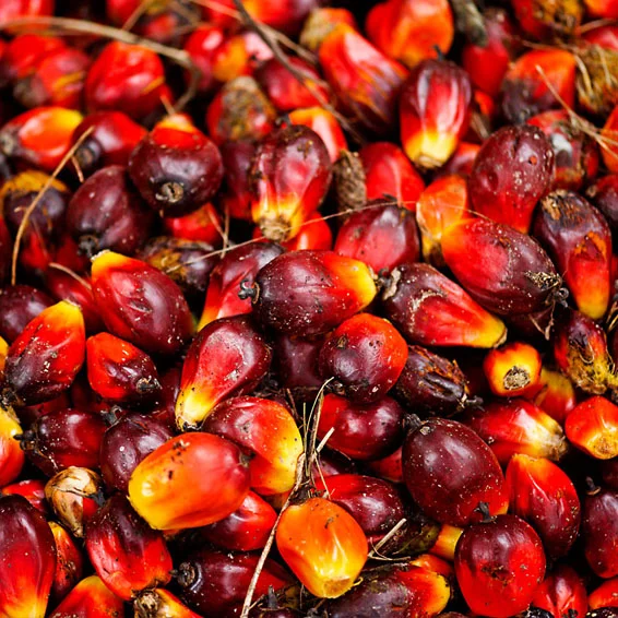 Sustainable Agriculture: Palm Oil