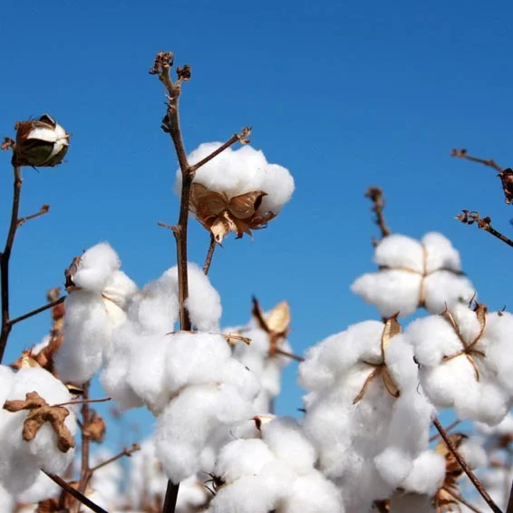 Cost Benefit Analysis: Organic Cotton for LBrands