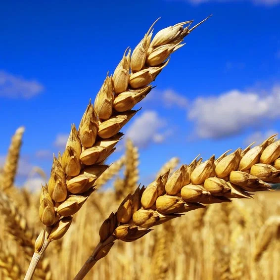 Sustainable Agriculture: Organic & Biodynamic