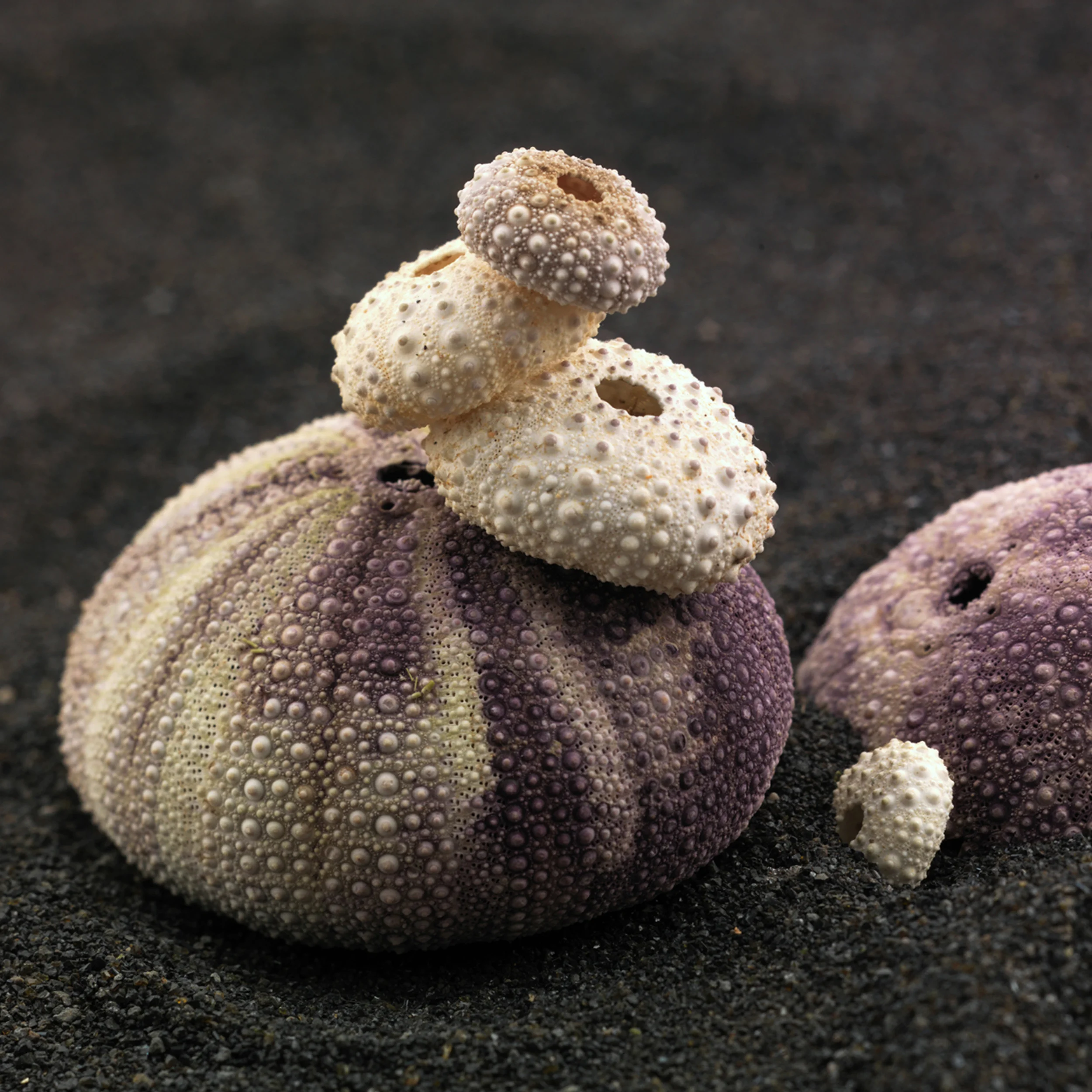 SeaUrchins.jpg