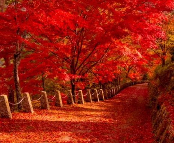 At mødes med en anden ukuelig original!