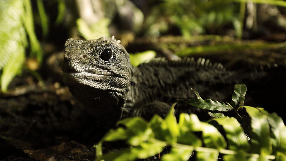 Photo taken from the BBC Two - New Zealand: Earth's Mythical Islands Website