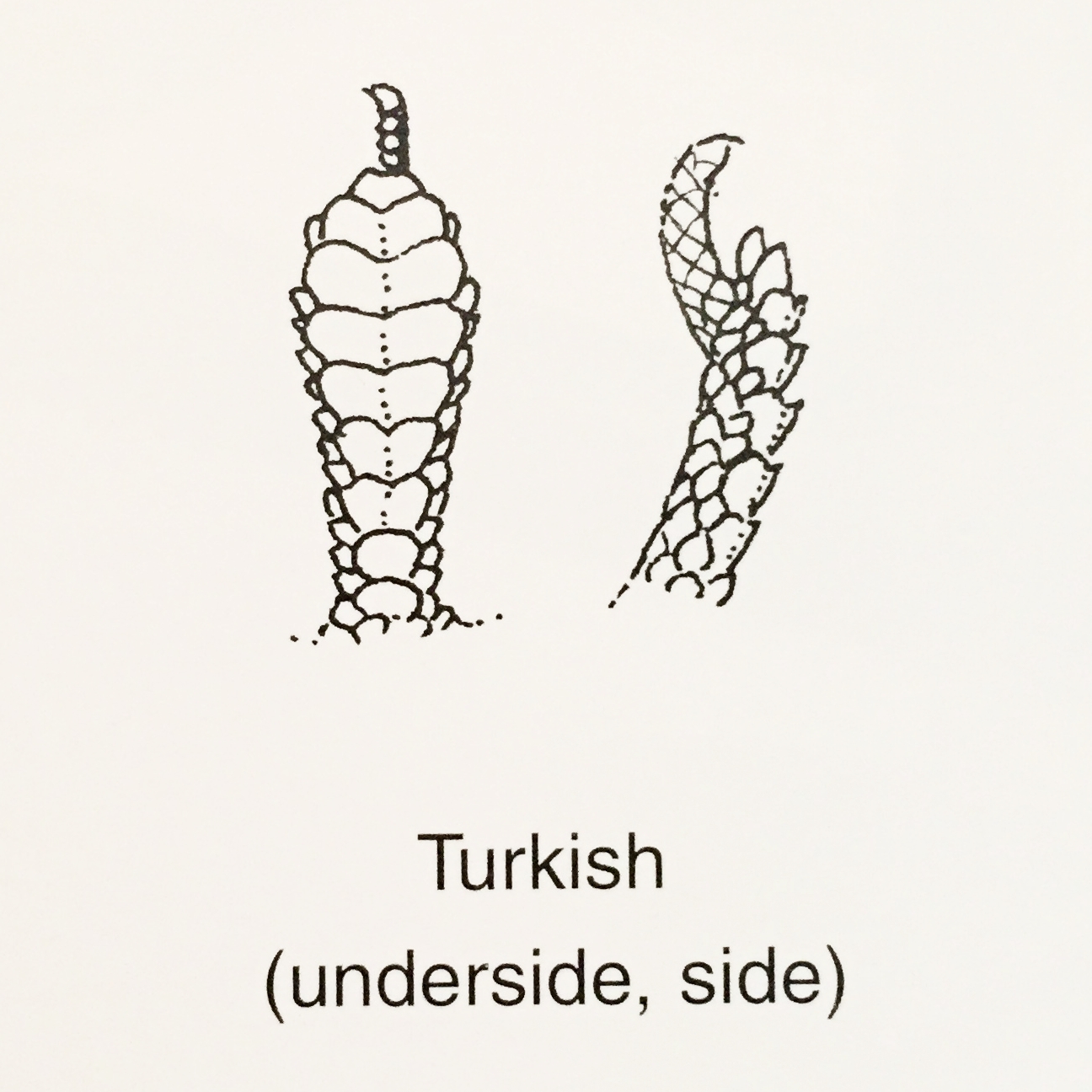 Figure 1. H. turcicus toe