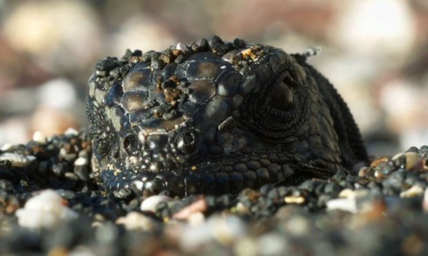 Hatchling Marine Iguana from the 'Islands' episode of the BBC series Planet Earth II with Sir David Attenborough.