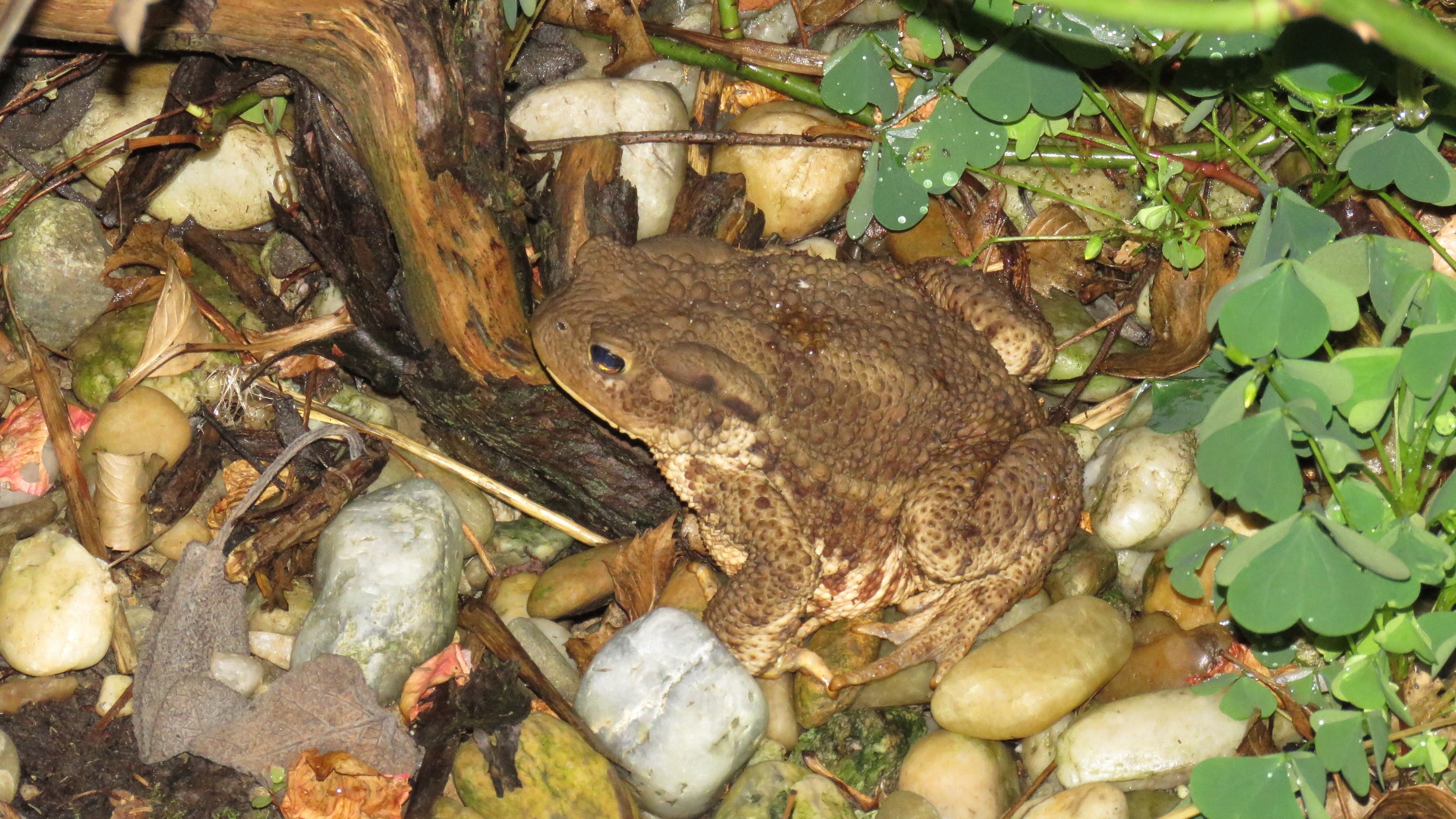 Common Toad (Bufo bufo) found in Krizevci, Slovenia | Photograph by Talita Bateman