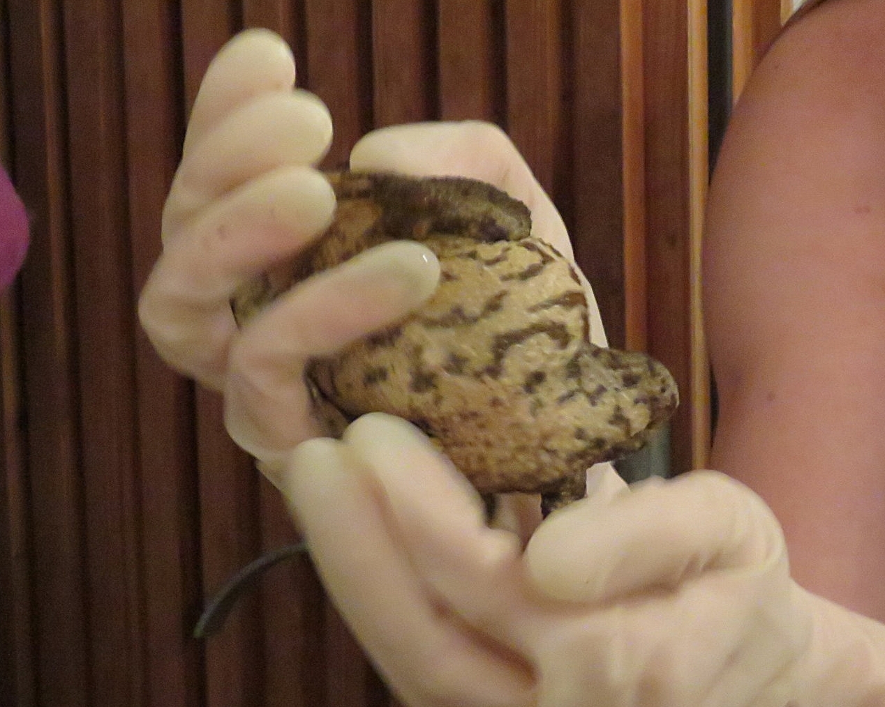 Underside colouration and markings of the same Common Toad (Bufo bufo) individual