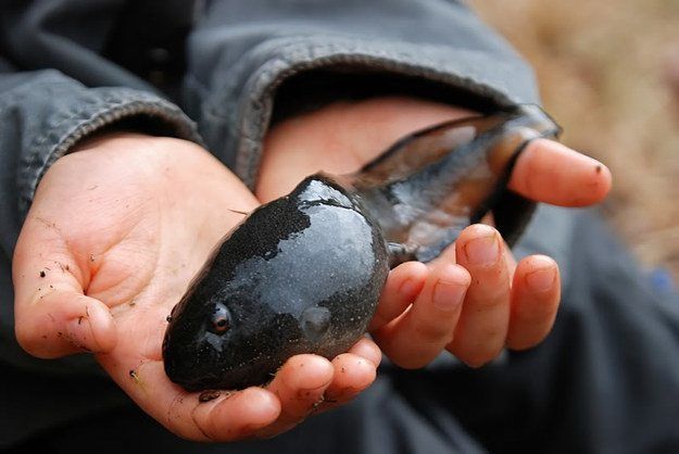 C. goliath tadpole | Photograph by Steve Atkin