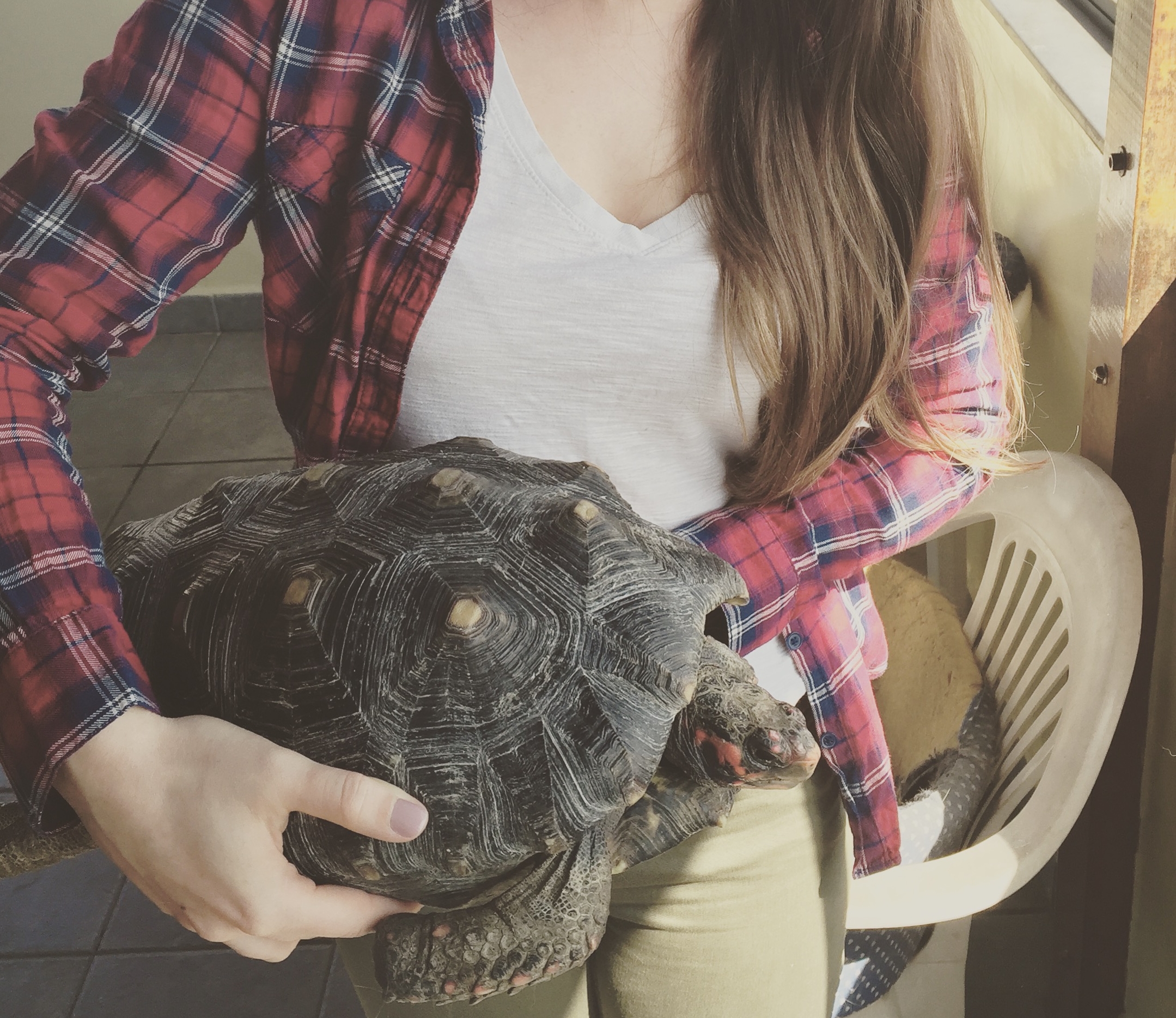 Casquinha, a C. carbonaria raised in captivity estimated to weigh 4-5 kg at age 13 | Photograph by Alex Bateman