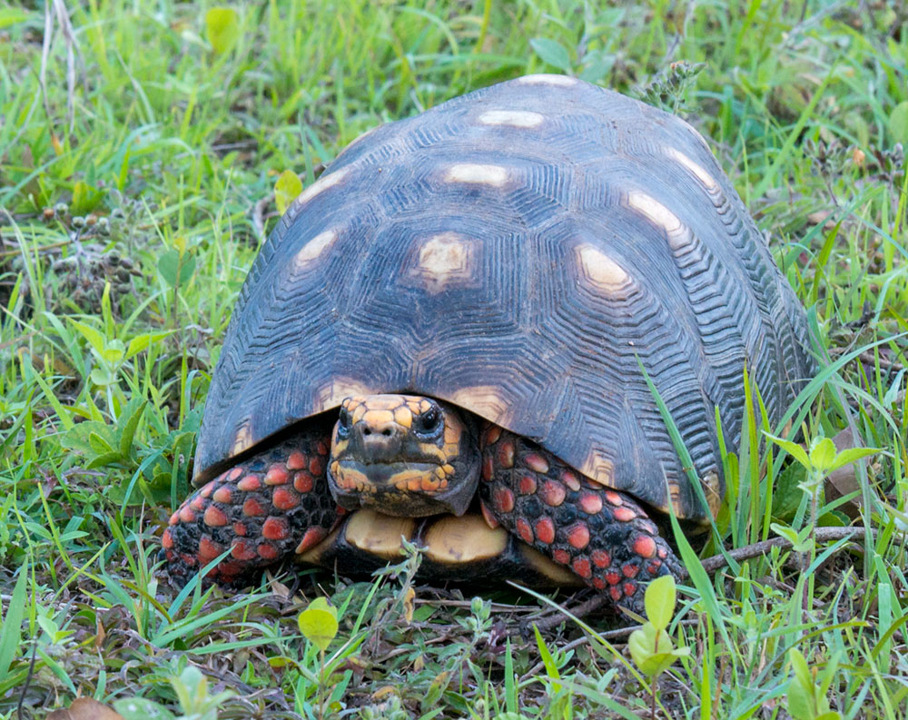 Healthy wild C. carbonaria with no signs of carapace pyramiding | Photograph taken by Dr Steve Barten