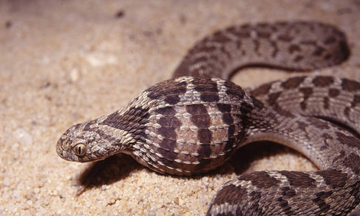 Dasypeltis scabra by Animal Reader