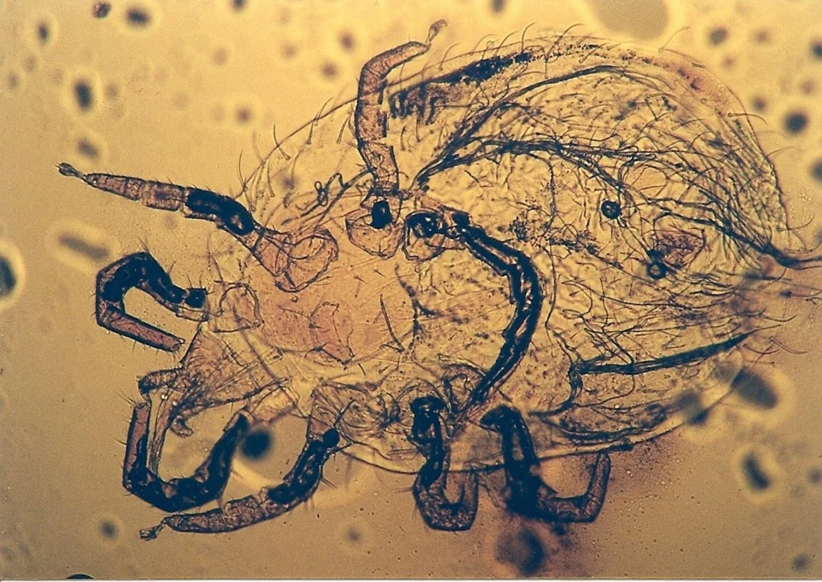 Snake Mite ( Ophionyssus natricis ) | Photographfrom Acta Veterinaria Scandinavica (Rataj et al. Acta Veterinaria Scandinavica 2011, 53:33)