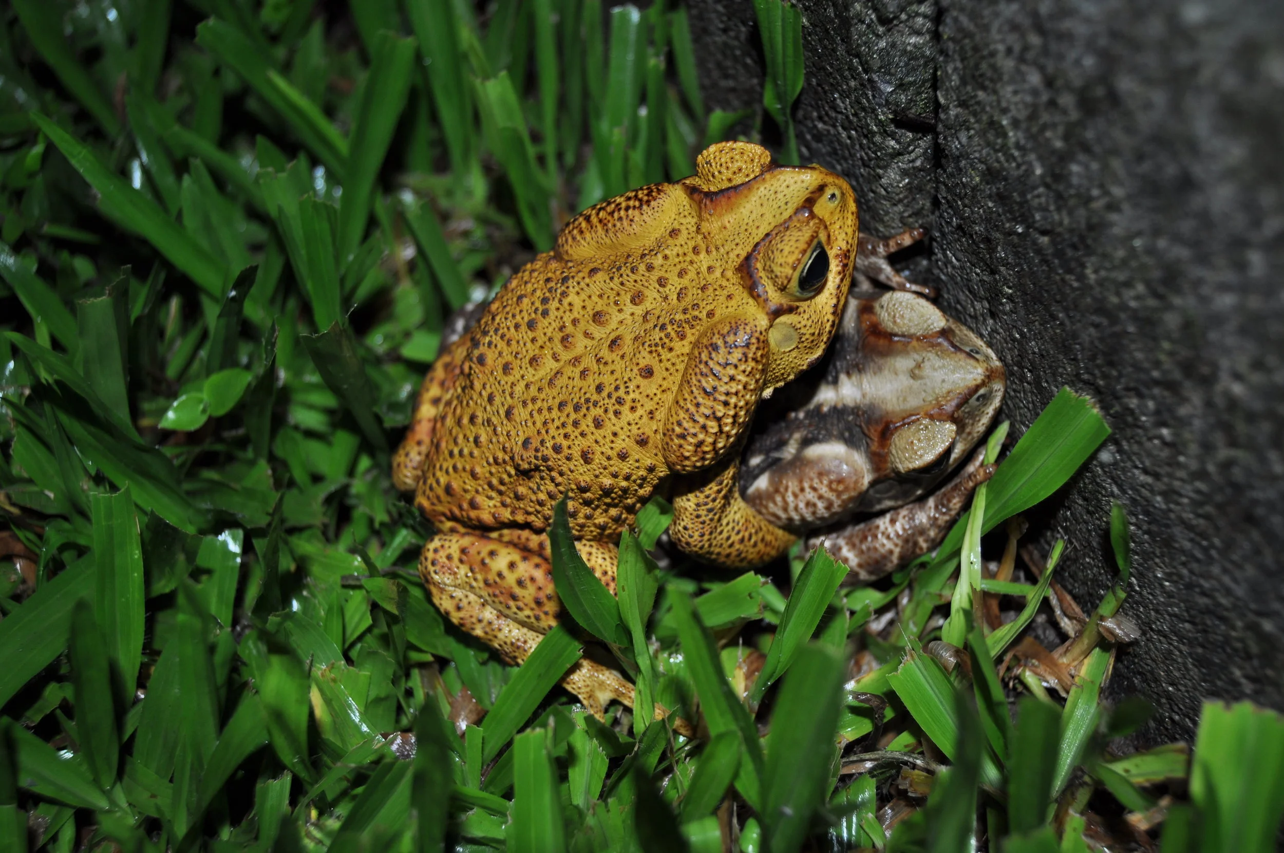 Rhinella icterica copulating | Credit: Caio Biasoli