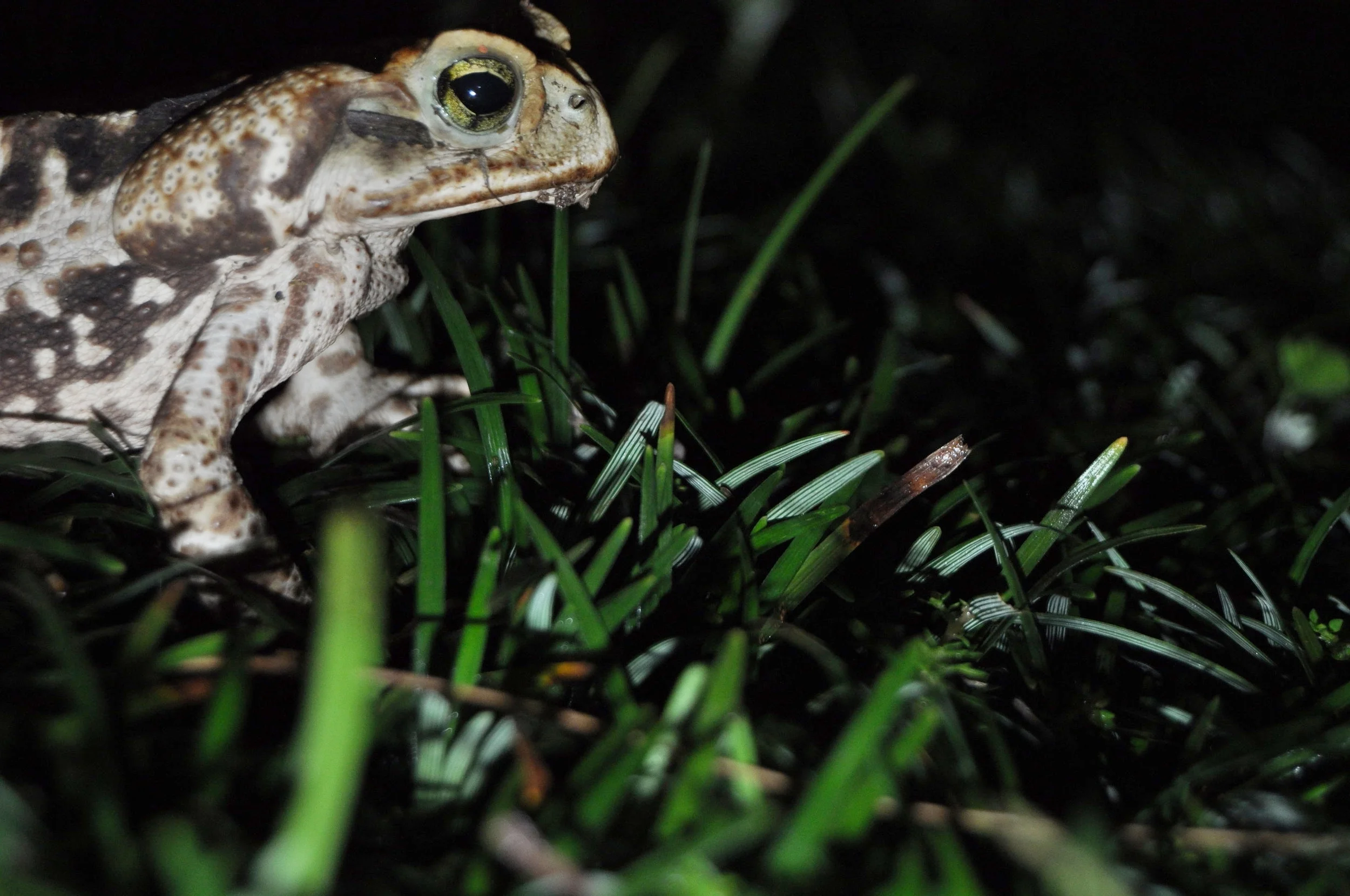 Female Rhinella icterica | Credit: Caio Biasoli