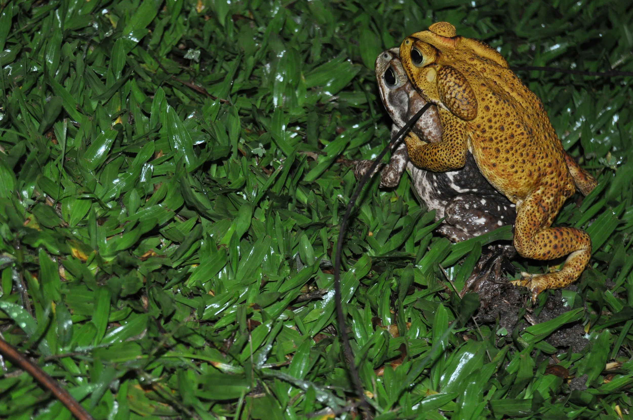 Female and male Rhinella icterica | Credit: Caio Biasoli
