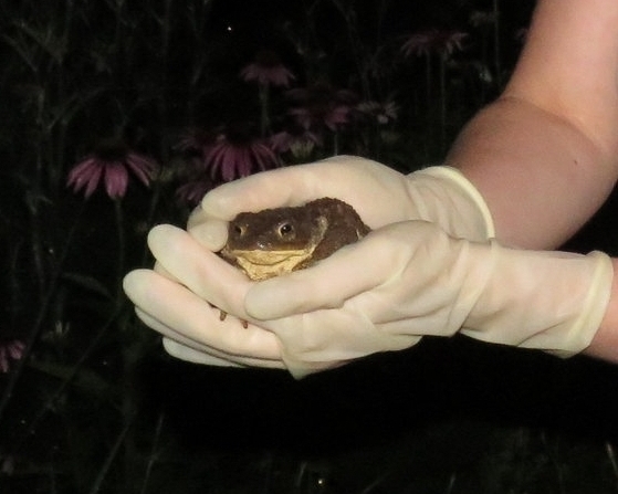 Common Toad (Bufo bufo) found in Krizevci Slovenia