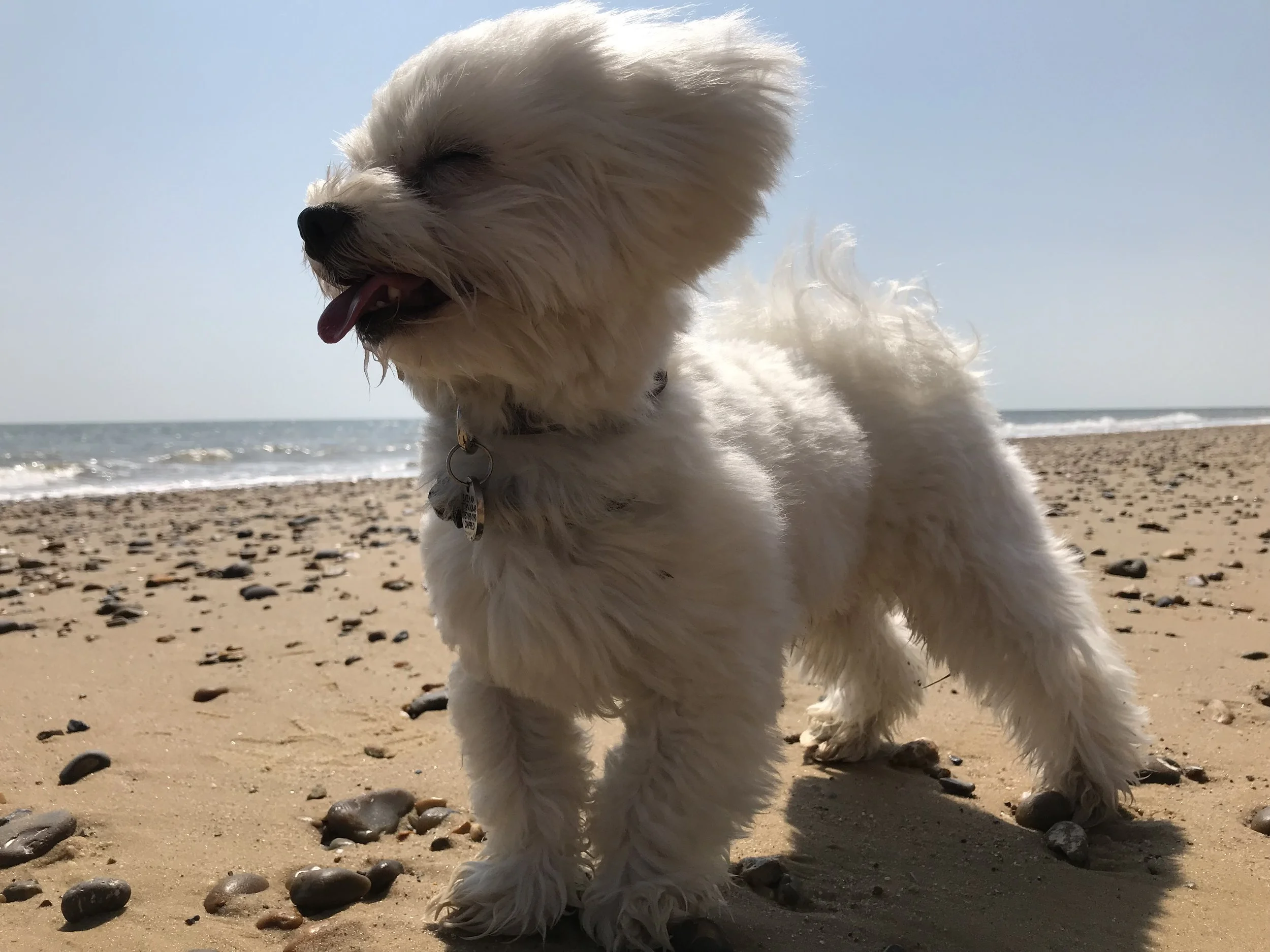 Casper at the beach | Credit: Alex Bateman