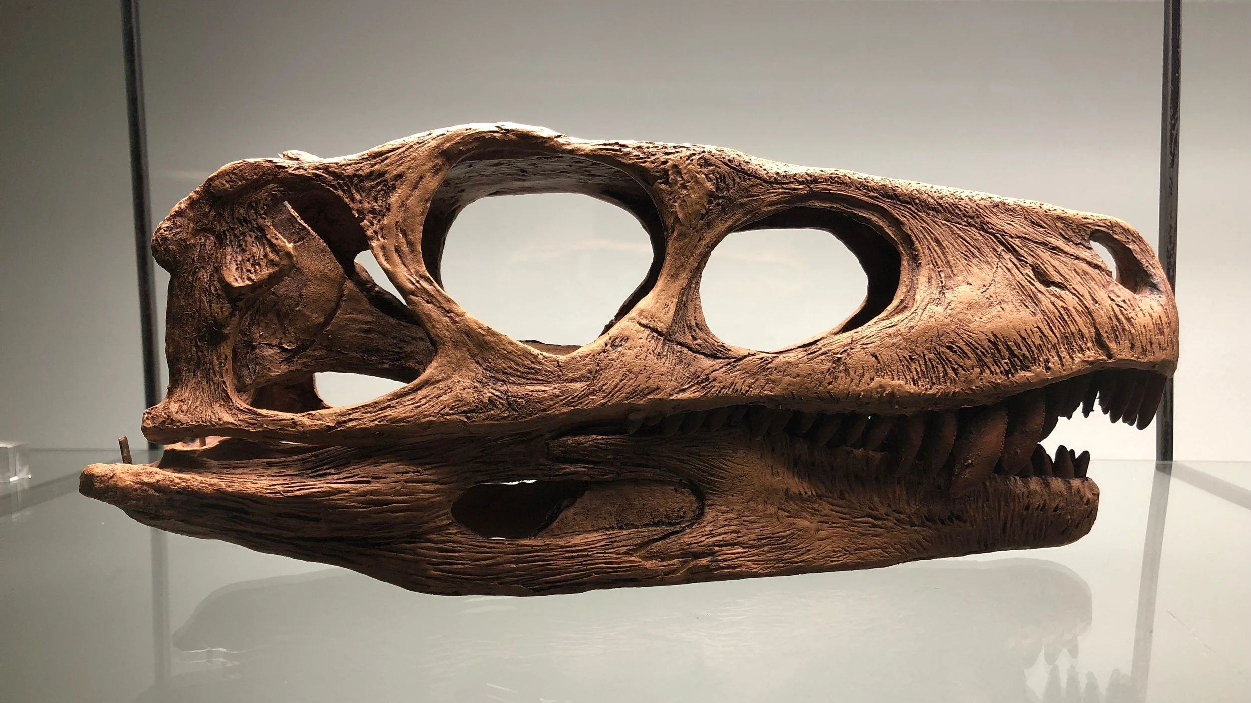 Replica of the fossilised cranium of a Herrerasaurus ischigualastensis | Credit: Talita Bateman