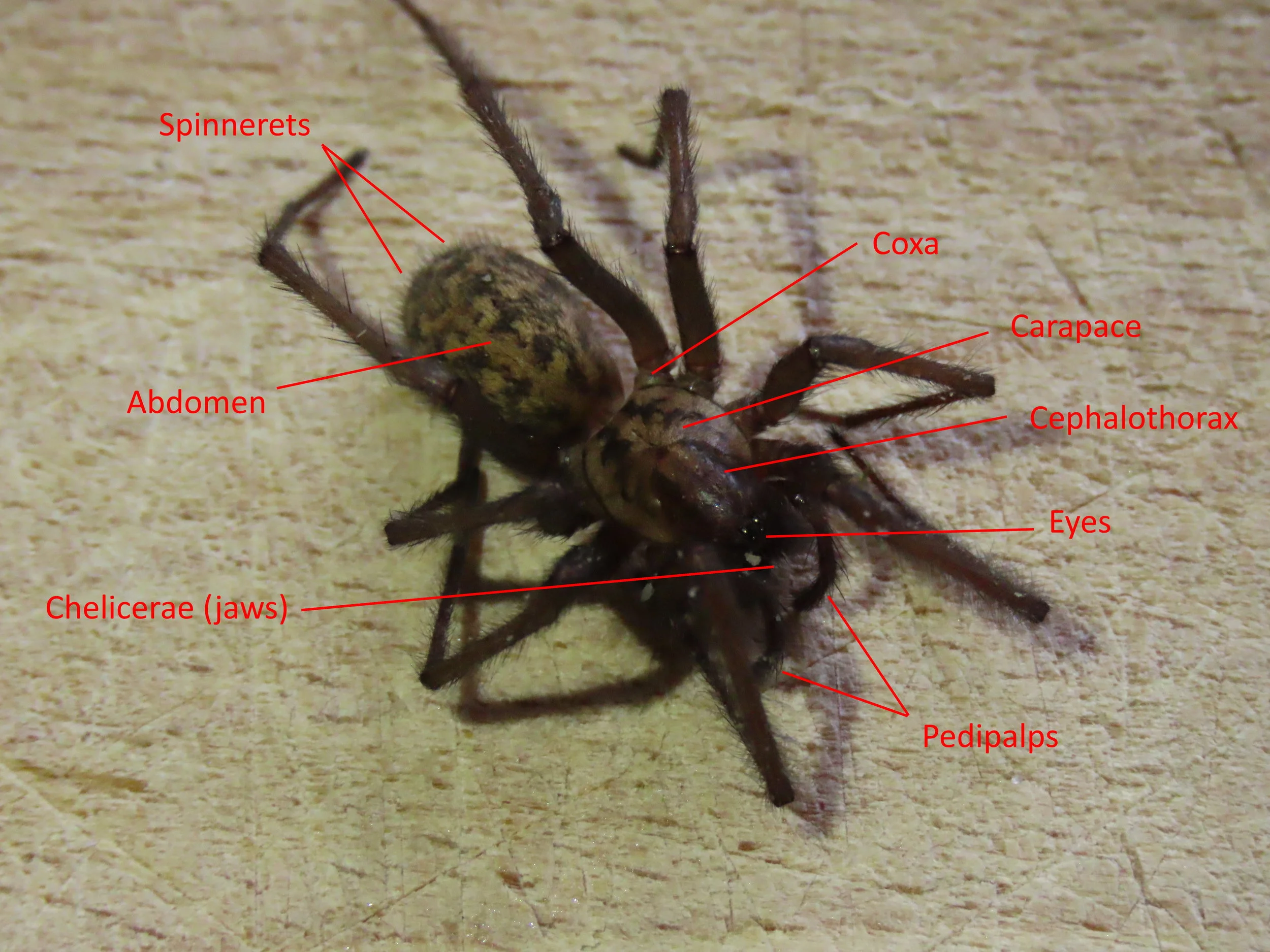 Figure 1 - Spider Anatomy: Dorsal view of a Tegenaria gigantea | Credit: Talita Bateman