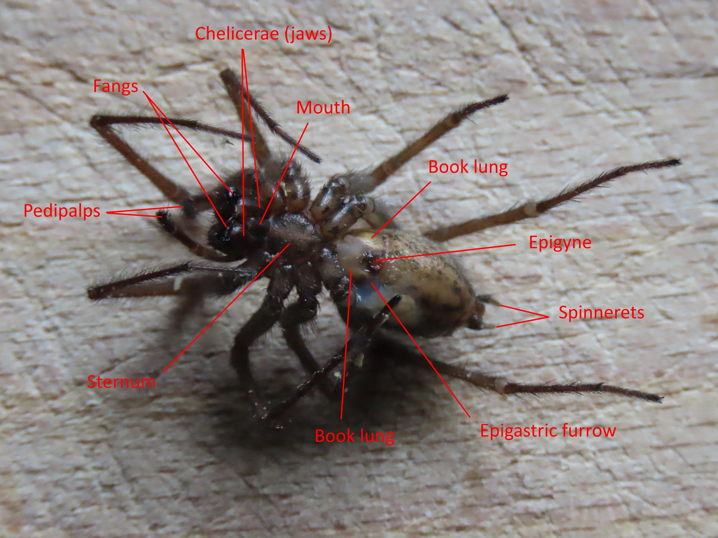Figure 2 - Spider Anatomy: Venral view of Tegenaria gigantea | Credit: Talita Bateman