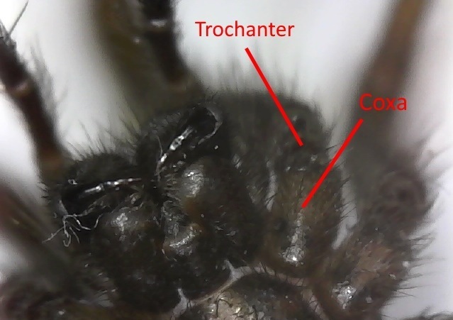 Figure 5 - Spider Anatomy: Close-up of legs and mouth area of a Tegenaria gigantea from a ventral view | Credit: Talita Bateman