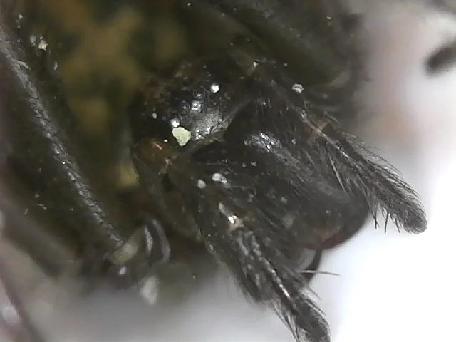 Figure 7 - Close-up view of ocular region, pedipalps and fags of a mature female Tegenaria gigantea | Credit: Talita Bateman