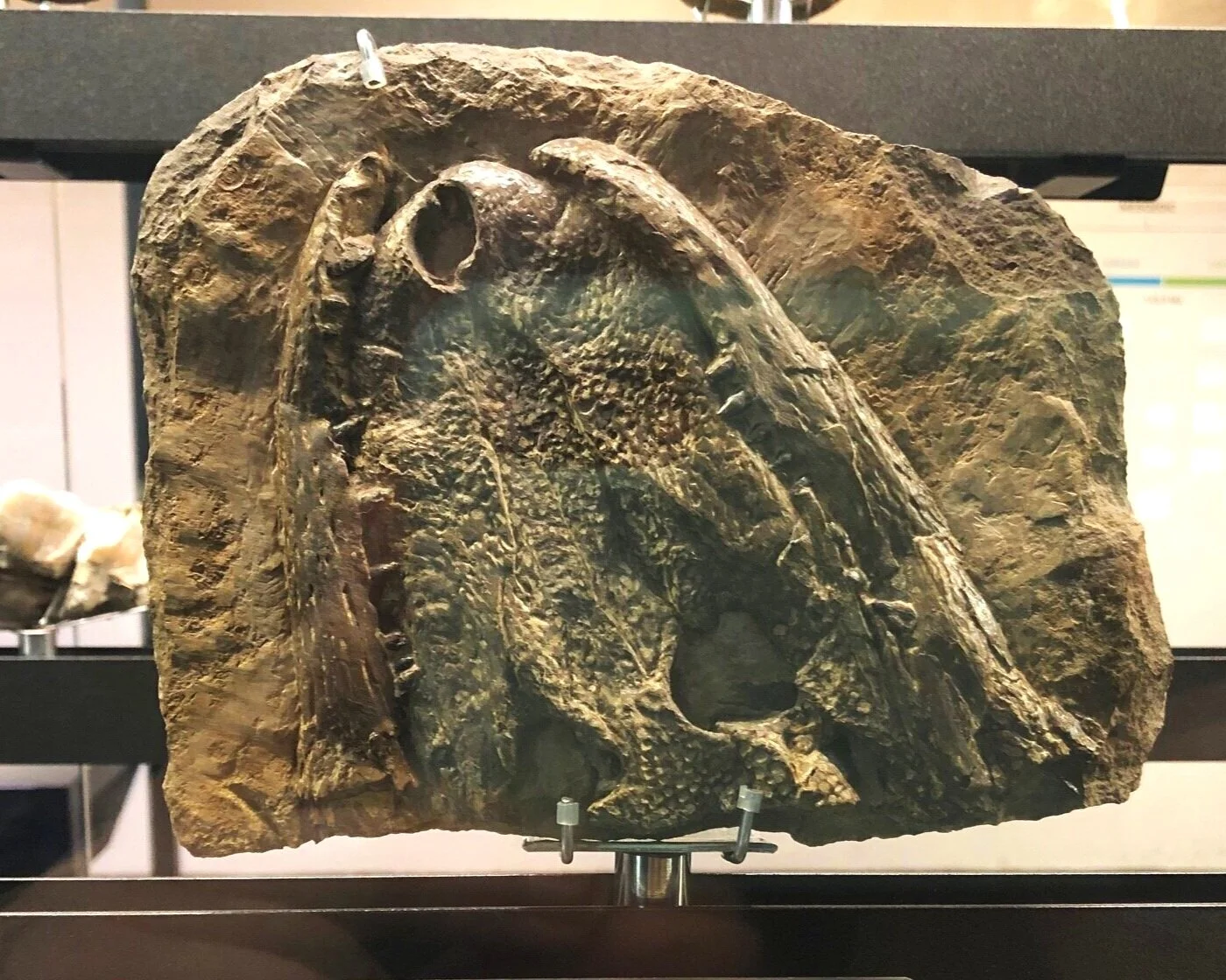 Diplocynodon muelleri | Credit: Talita Bateman