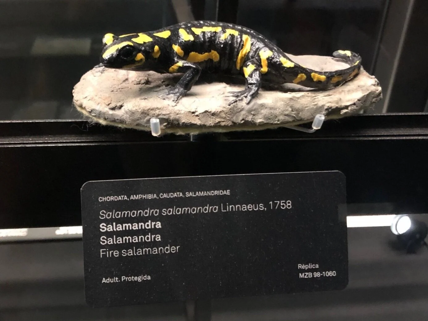 Salamandra slamandra (Fire Salamander) | Credit: Talita Bateman