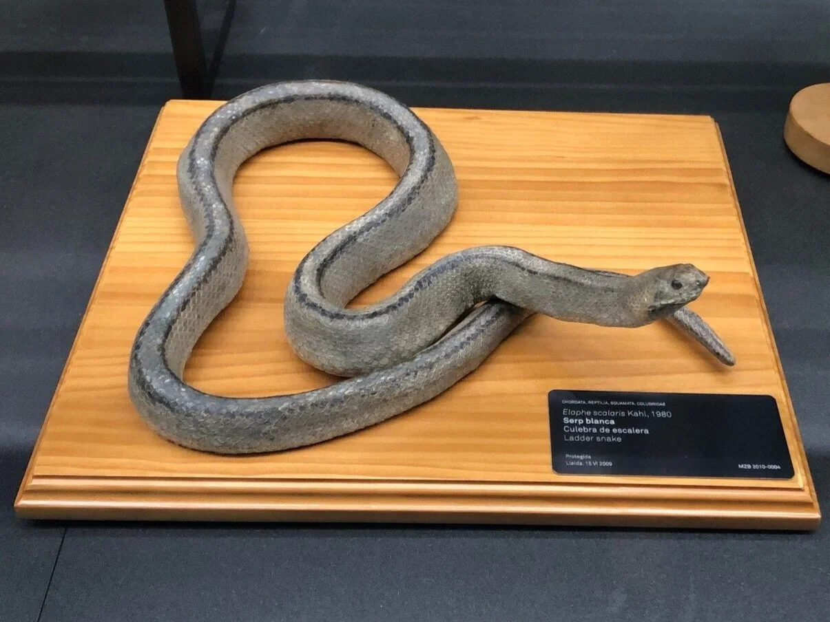 Elaphe scalaris (Ladder Snake) | Credit: Talita Bateman