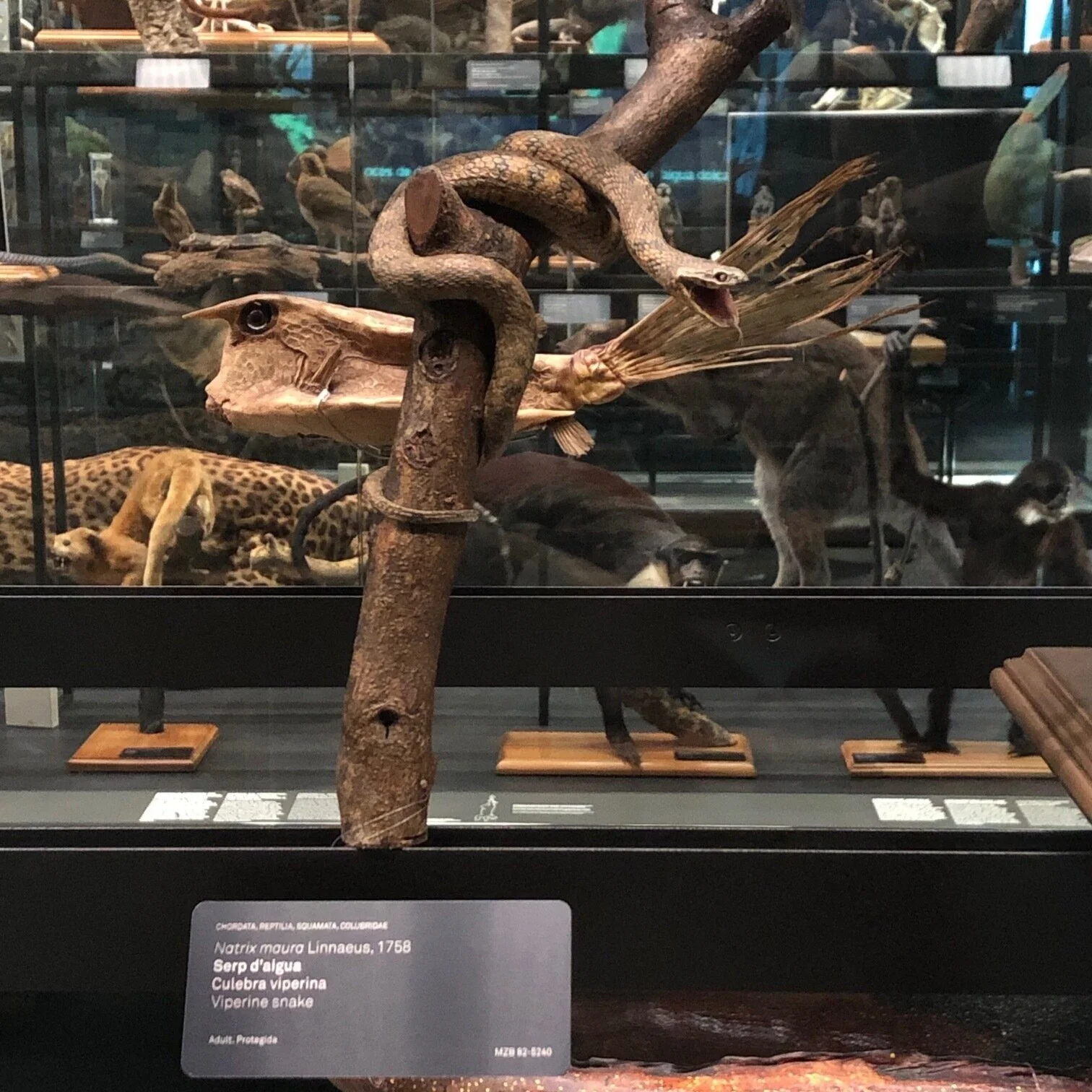 Natrix maura (Viperine snake) | Credit: Talita Bateman