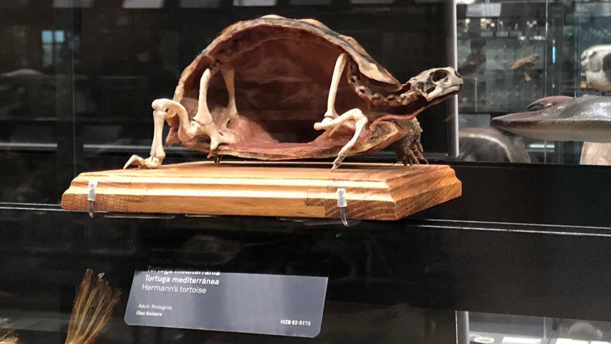 Testudo hermanni (Hermann’s tortoise) | Credit: Talita Bateman
