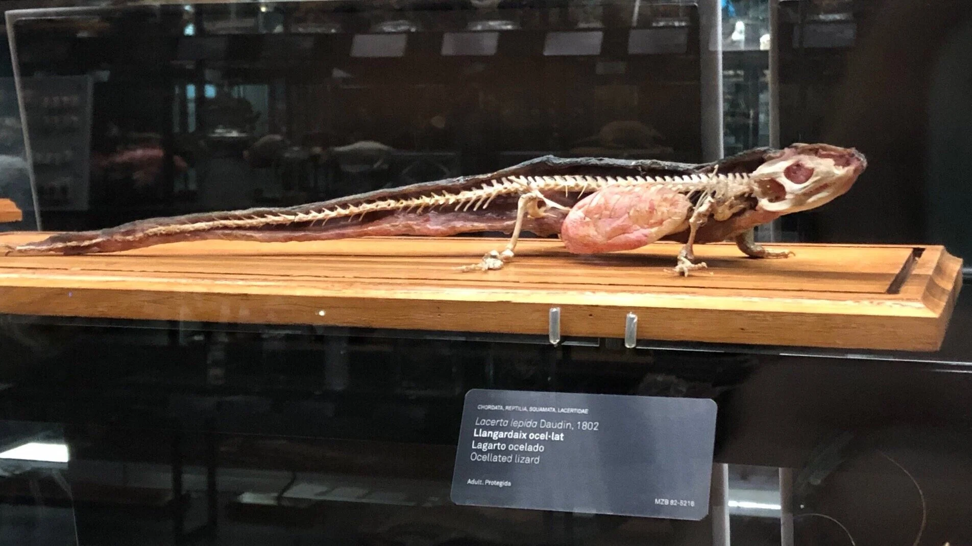 Lacerta lepida (Ocellated lizard) | Credit: Talita Bateman