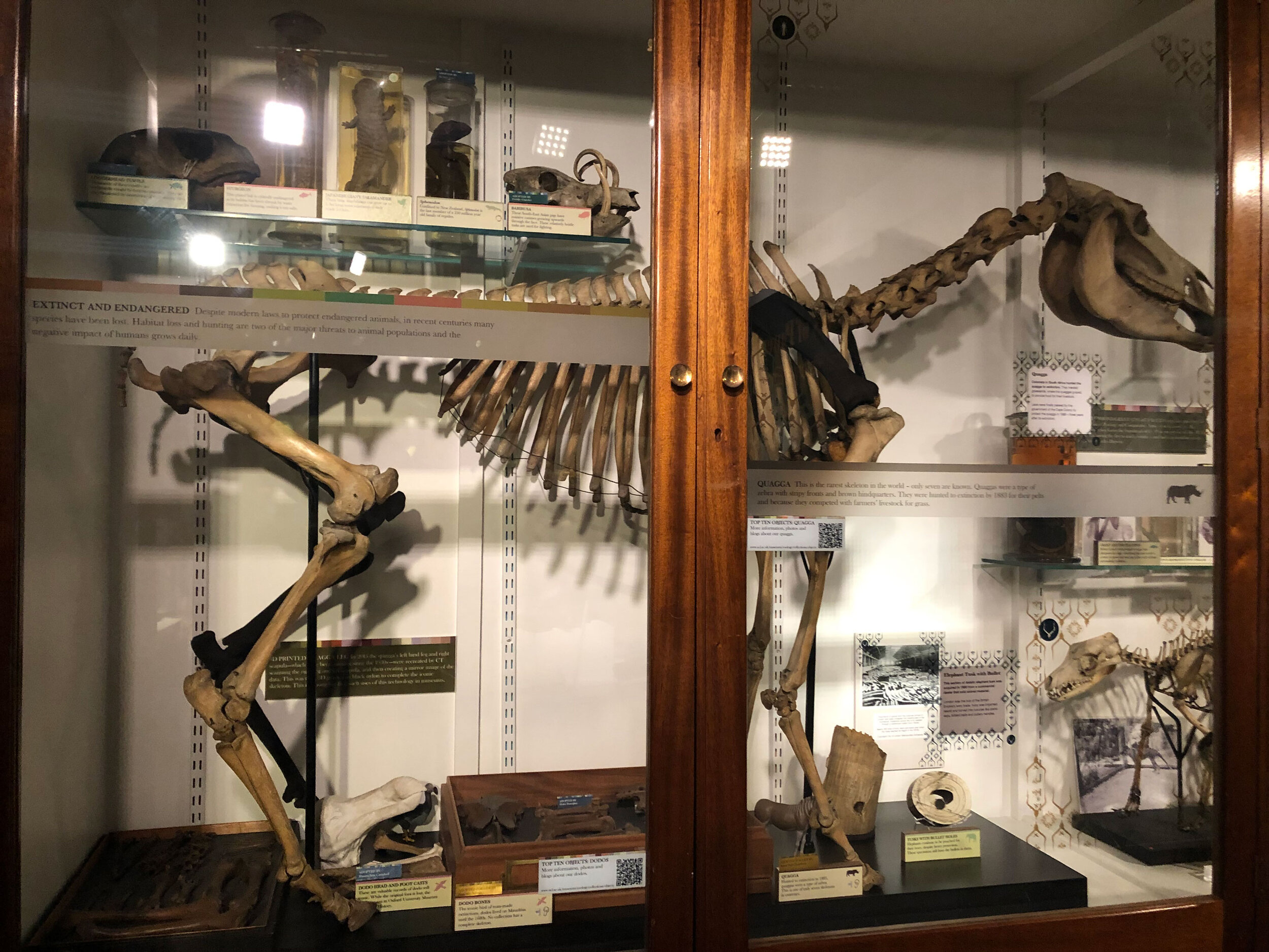 Quagga skeleton and dodo bones | Credit: Talita Bateman