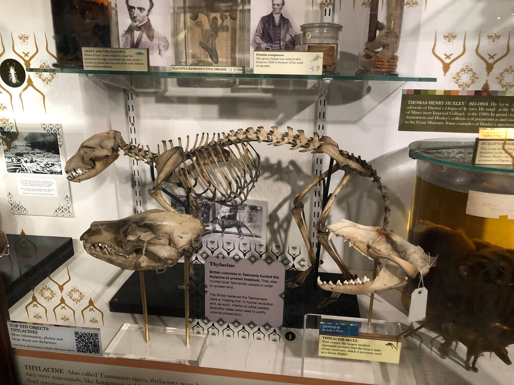 Thylacine skeleton and skulls | Credit: Talita Bateman